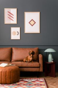 New rug in living room with dog on sofa and wall art